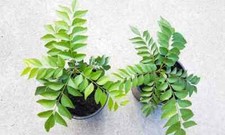 Indian curry leaves for sale  Laurel