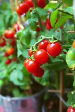 Tiny tim cherry for sale  Deltona