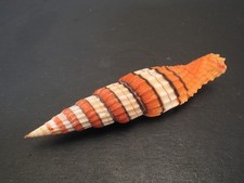 Super ribbed form...vexillum for sale  Lakeland