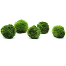 Marimo moss balls for sale  HOUNSLOW