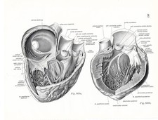 Stampa antica ANATOMIA DEL CUORE cardiologia medicina Sobotta 1931 Antique print, usado comprar usado  Enviando para Brazil