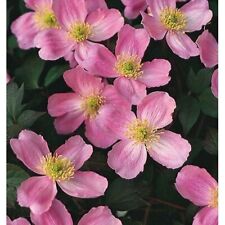 Clematis montana tetrarose for sale  BALLYMENA