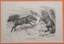 Shetland pony pferd gebraucht kaufen  Lauenburg/ Elbe