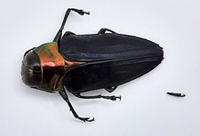 Buprestidae belionota saggitar gebraucht kaufen  Wadern