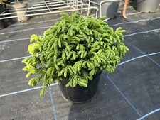 Japanese red cedar for sale  CHORLEY