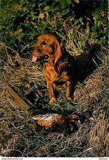 Animaux chiens setter d'occasion  Fruges