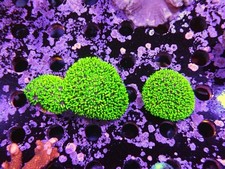 Galaxea coral marine for sale  CLACTON-ON-SEA