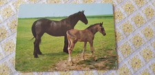 Pferde pferdepostkarte stute gebraucht kaufen  Cremlingen