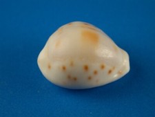 Cypraea rashleighana excellent for sale  Kapolei