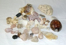 aquarium muschel gebraucht kaufen  Aalen