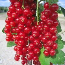 Rolan robuste rote gebraucht kaufen  Detmold