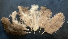 ostrich plumes for sale ostrich plumes for sale WIMBORNE