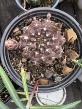 Large gymnocalycium prochazkia for sale  Fredericktown