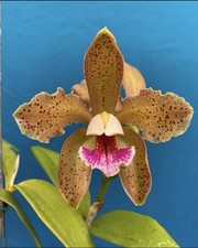 Cattleya schofieldiana green for sale  San Francisco