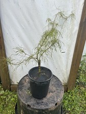 Acer palmatum fairy for sale  Hendersonville