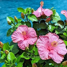 Hibiscus rosa sinensis for sale  Winter