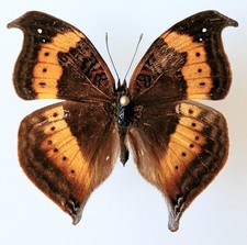 Precis tugela leaf for sale  SLEAFORD