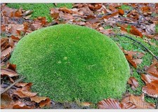 Size pin cushion for sale  Saint Ignace