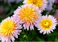 Rare pink dandelion for sale  Gate City