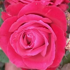 Velvet fragrance hybrid for sale  WISBECH