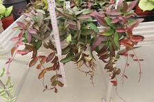 Hoya wachsblume rosita gebraucht kaufen  Rudolstadt