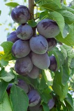 Prunus domestica hauszwetsche gebraucht kaufen  Westerstede
