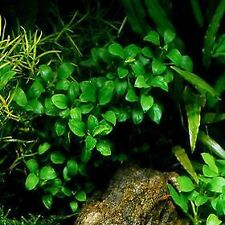 Anubias nana petite for sale  Garland