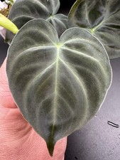 Philodendron verrucosum purple d'occasion  Expédié en Belgium