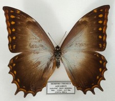 Morpho theseus ssp. d'occasion  Paris XI