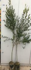 Pianta ulivo arbequina usato  Altamura