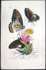1854 westwood arcana usato  Urbino