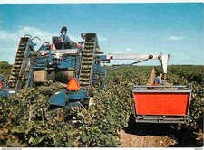 Vines domaines viticoles d'occasion  Expédié en Belgium