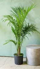 LINDA planta Majesty Palm House 10 polegadas ótima para casa, escritório, banheiro iluminado comprar usado  Enviando para Brazil
