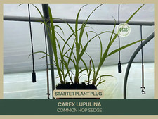 Carex lupulina common for sale  Portville