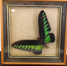 Framed butterfly trogonoptera for sale  MIRFIELD