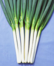Spring onion plug for sale  PRESTON