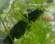 Yellow bullhead catfish for sale  Harlan