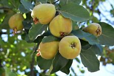 1st quittenbaum portugiesische gebraucht kaufen  Saterland