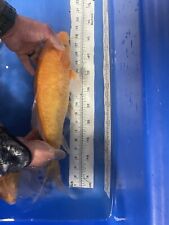 Large orange koi for sale  Findlay