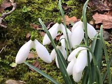 Galanthus hybrid little for sale  UK