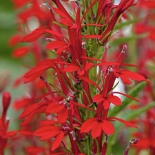 300 cardinal flower for sale  Buffalo