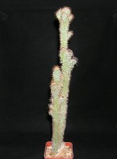 Cereus peruvianus monstrose for sale  Tucson