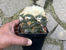 Ariocarpus cv. godzilla usato  Spedire a Italy