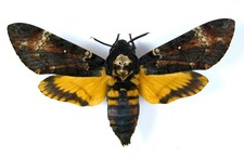 Sphingidae. acherontia atropos for sale  Shipping to United States