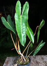 Philodendron billietiae plant for sale  Hollywood