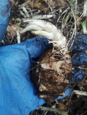 Jerusalem artichokes tuber for sale  WARRINGTON
