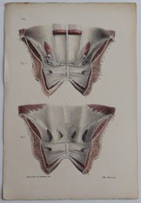 Anatomie myologie aponévroses d'occasion  Limoges-
