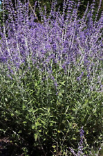 Perovska blue sage for sale  Litchfield