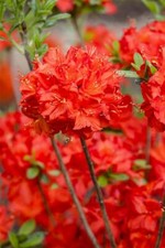 Rhododendron luteum nabucco gebraucht kaufen  Westerstede