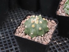 Astrophytum asterias kikko d'occasion  Laval